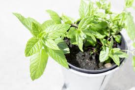 Vase ceramic pottery green jar, mint green flower, glass, blue png. Free Images Flower Pot Food Green Herb Produce Vegetable Garden Mint Basil Uk Gardening Flowerpot Herbs Flowering Plant Home Grown Homegrown Herbalism Annual Plant Land Plant Fines Herbes 5472x3648