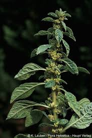 Image result for Amaranthus graecizans