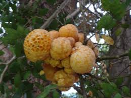 「cyttaria darwinii」の画像検索結果