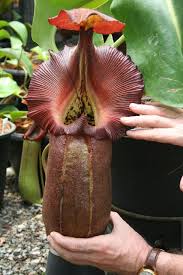 Black And White Images Of Pitcher Plant Http 1 Bp Blogspot Com Qedbhptoayq Tvs35v9jsdi Aaaaaaaacty Rcudcdbsj4i S640 Nepenthes Robcantleyi Queen Of Hearts Inb Carnivorous Plants Plants Weird Plants