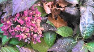 *please note that our plant library is not an inventory, but an informational service we offer to our customers. Pink Elf Hydrangea Youtube