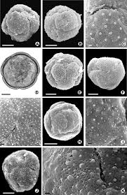 Image result for Bonamia spectabilis