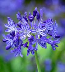 The name is derived from greek: Agapanthus Northern Star Purple Flowers Garden Agapanthus African Lily