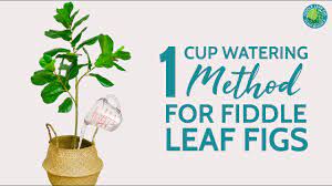 For plants that measure less than 2 feet from the soil to the tallest leaves, water 1 cup each week. 1 Cup Watering Method How Often To Water Fiddle Leaf Fig Fiddle Leaf Fig Plant Resource Center Youtube