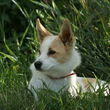 They belong to the spitz family used for hunting in the northern parts of sweden. Puppyfind Nordic Spitz Puppies For Sale