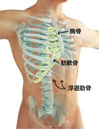 自由が丘整体 治療院よしぐち