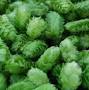 Profile Picture of Crystal Hops - Freshopson Google