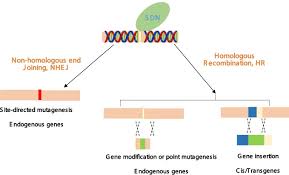 Risk Analysis For Genome Editing Derived Food Safety In China Sciencedirect