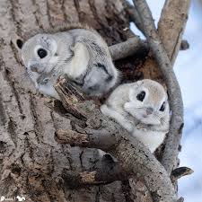 Image result for Pteris kivuensis