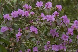 Pin On Azaleias Rododendros