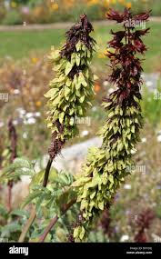 Image result for Melianthaceae