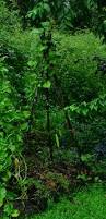 Image result for Psophocarpus grandiflorus