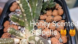 Image result for Eulophia flavopurpurea