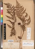 Image result for Athyrium schimperi