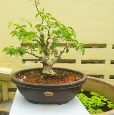 Bucida molineti common name : Common Malaysian Malaysia Bonsai Suiseki Society Facebook