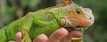 I view chameleons much in the same way that i do tropical fish; Handling Your Pet Reptile Hartz