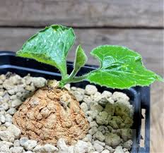 Image result for Coccinia mildbraedii