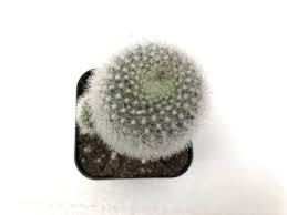 Image result for Clutia robusta