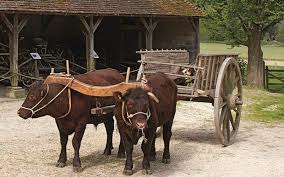 Weald and downland living museum. Weald Downland Museum Millstream Hotel Restaurant