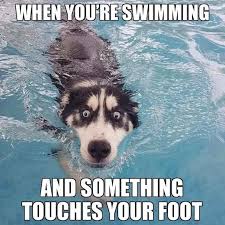 Funny Animal Memes For You To Laugh Loud 25 Pics Awed Owl Funny Funnymemes Funnyanimals Memes Lol Funny Animal Jokes Funny Animal Memes Animal Jokes