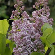 Over time it can get large if not pruned. Syringa Vulgaris Common Lilac Garden Tree In 9cm Pot