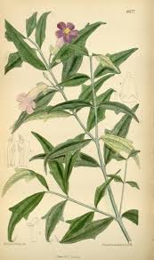 Image result for Thunbergia bogoroensis