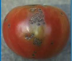 Image result for tomato seedling pseudomonas syringae pv tomato symptoms