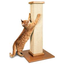 Последние твиты от cats of petsmart (@petsmartcats). Cat Supplies Kitten Accessories Products Petsmart