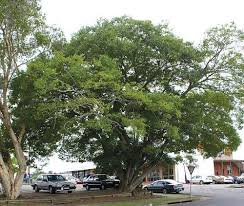 Image result for Celtis sinensis