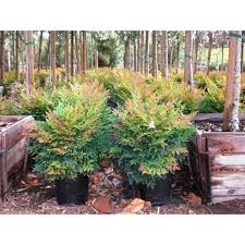 Nandina Domestica Gulf Stream Heiliger Bambus Himmelsbambus Gulf Stream Garten Bepflanzen Pflanzen Garten