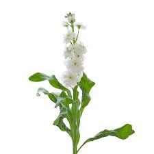 Image result for Matthiola