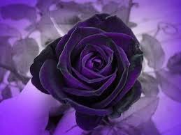 صور ورد و صور زهور من أجمل و أندر الورود من جميع أنحاء العالم مع خلفيات Hd بفبوف Purple Roses Purple Flowers Purple Garden