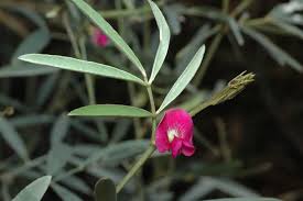 Image result for Tephrosia dasyphylla