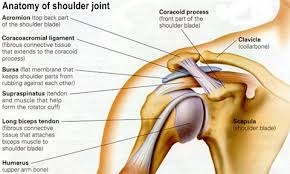 Although scarring depends on the quality and quantity of the injured tissues, it can be. Shoulder Joint Morgan Joints Hannakyleighmorgankaci