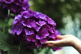 Cutting at diagonal will allow the stem to take in the most amount of water, some people will even cut slits or fray the ends of the stems a little. Fikarakarana Hydrangea Ny Kirihitra Haingo Indrindra Gardening On