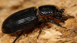 Black beetle bugs are generally found in many household properties. Horned Passalus Odontotaenius Disjunctus Illiger