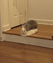 Or just sleeping?7 cat coffin?8 cats enjoying themselves9 cat's dream 10 cat tray11 joke of the day email12 thought of the … funny sleeping cat pictures read more » Awkward Half Cat Inspires Hilarious Photoshop Battle 75 Pics Bored Panda