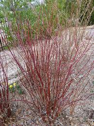 Full sun to part shade: Pin On Garden Plants