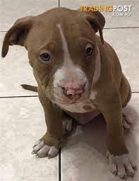 Stunning Purebred American Staffy Pups For Sale Puppy Passport Included Purebred Blue Brown A Staffy Dog Staffordshire Bull Terrier Puppies Bull Terrier Puppy
