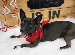 View our adoptable pets on petfinder volunteer donate! More About Marvelous Maxine This Girl Mostly Mutts Animal Rescue Facebook
