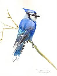 See over 20 blue bird images on danbooru. 42 Blue Bird Ideas Blue Bird Bird Pet Birds