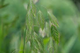 Image result for Chasmanthium latifolium