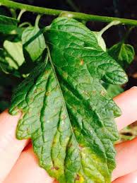 Image result for Septoria leaf spot of tomato