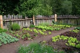 Check spelling or type a new query. How To Keep Wild Animals Out Of Your Garden Critter Control Dallas