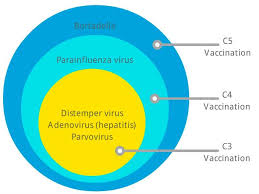 dog puppy vaccination schedule dog vaccination costs