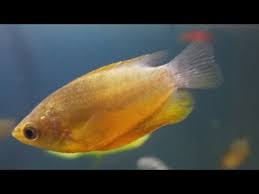 Artikel berikut ini okdogi akan membahas beberapa jenis ikan hias air tawar yang popular dan banyak diminati orang, baik warnanya yang cantik maupun bentuknya yang indah. Sepat Kuning Salah Satu Ikan Sepat Hias Cantik Youtube