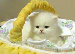 Check spelling or type a new query. Mengapa Impikan Anak Kucing Putih