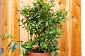 Image result for bay leaf bush foto