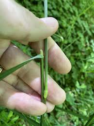 Image result for Agrostis isopholis