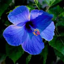 It has power to convey a person feelings and emotions. 25 Most Beautiful Blue Flowers